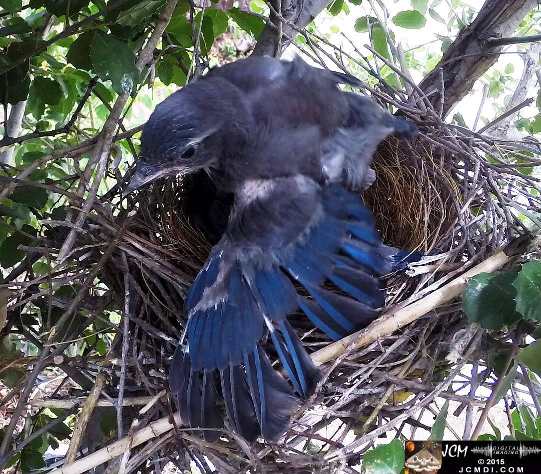 Scrub Jay Documentary 10sec Hero3